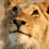 Lord_Daedra